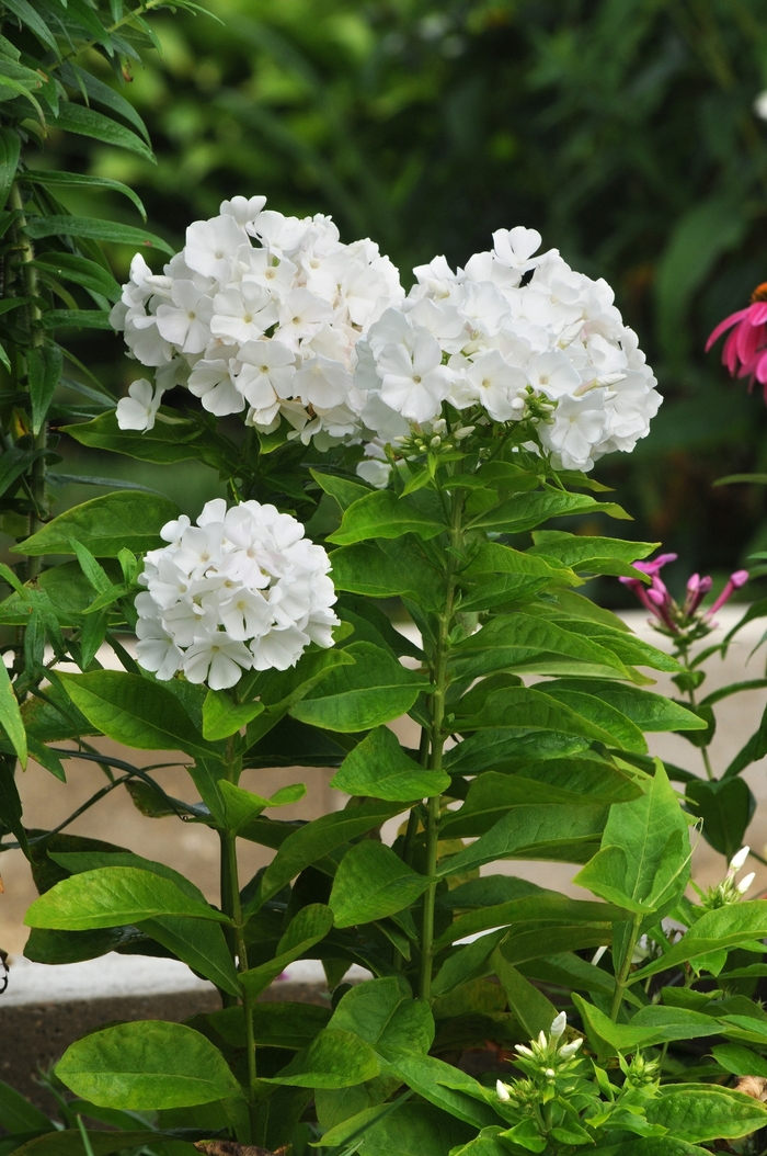 BABYDOLL WHITE Garden Phlox - Phlox paniculata 'Babydoll White' from EC Browns Nursery