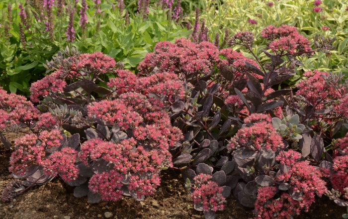 Sunsparkler&reg; Dazzleberry - Sedum hybrid from EC Browns Nursery