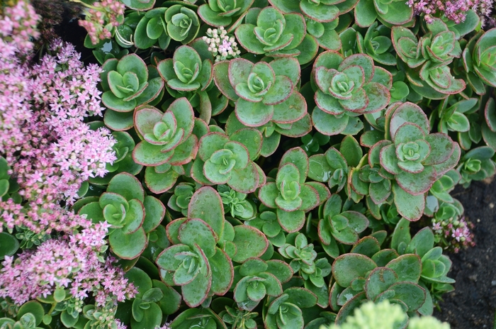 Sunsparkler&reg; Lime Zinge - Sedum hybrid from EC Browns Nursery