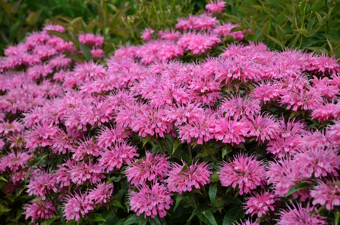 Sugar Buzz&reg; Bubblegum Blast - Monarda didyma from EC Browns Nursery