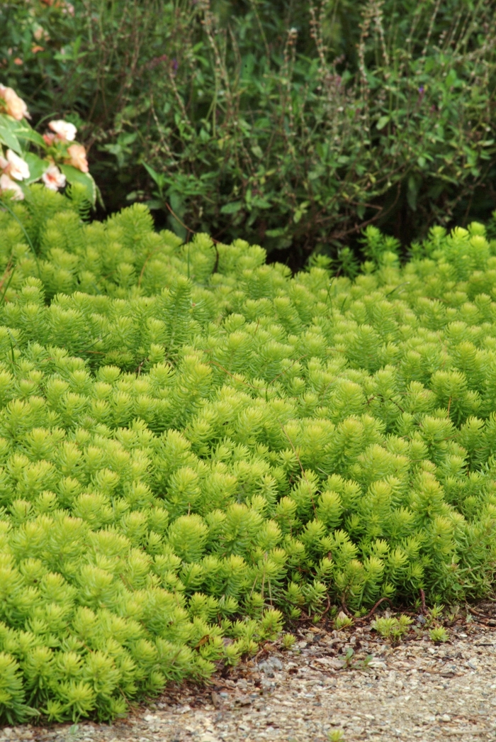 'Angelina' - Sedum rupestre 'Angelina' from EC Browns Nursery