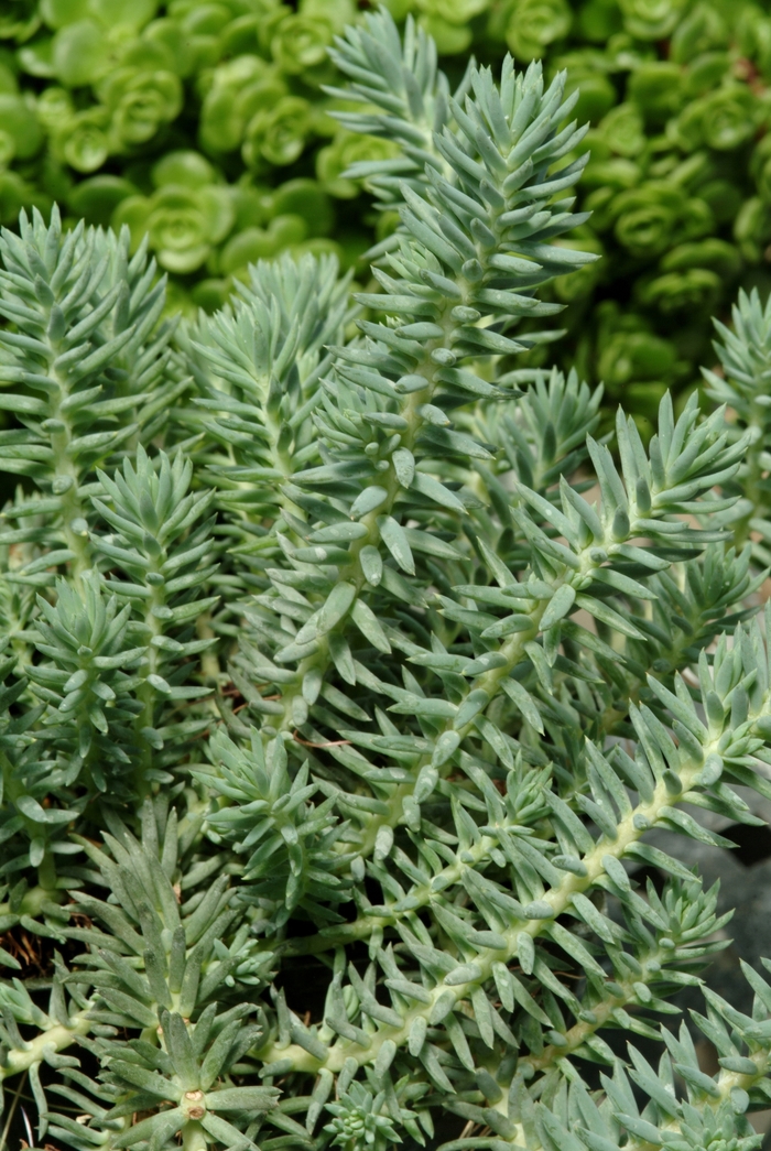 Blue Spruce Stonecrop - Sedum reflexum 'Blue Spruce' (Stonecrop) from EC Browns Nursery