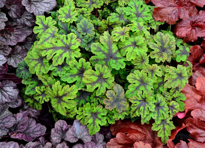 'Fingerpaint' Foamflower - Tiarella from EC Browns Nursery