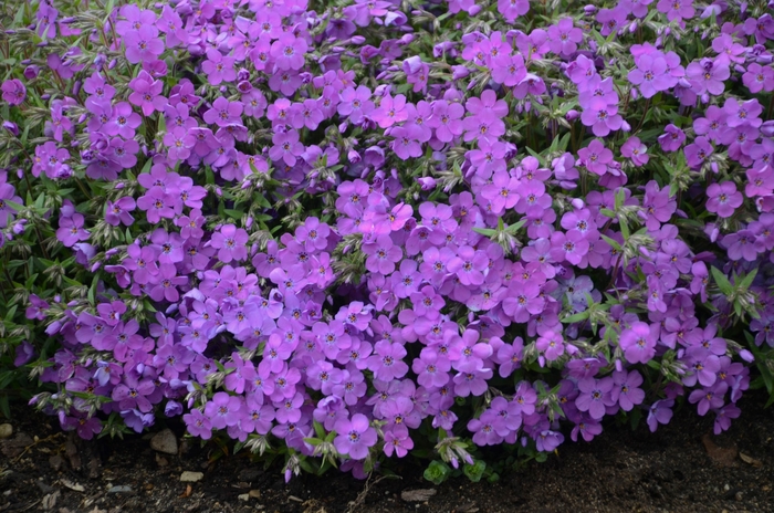'Purple Sprite' Creeping Phlox - Phlox from EC Browns Nursery
