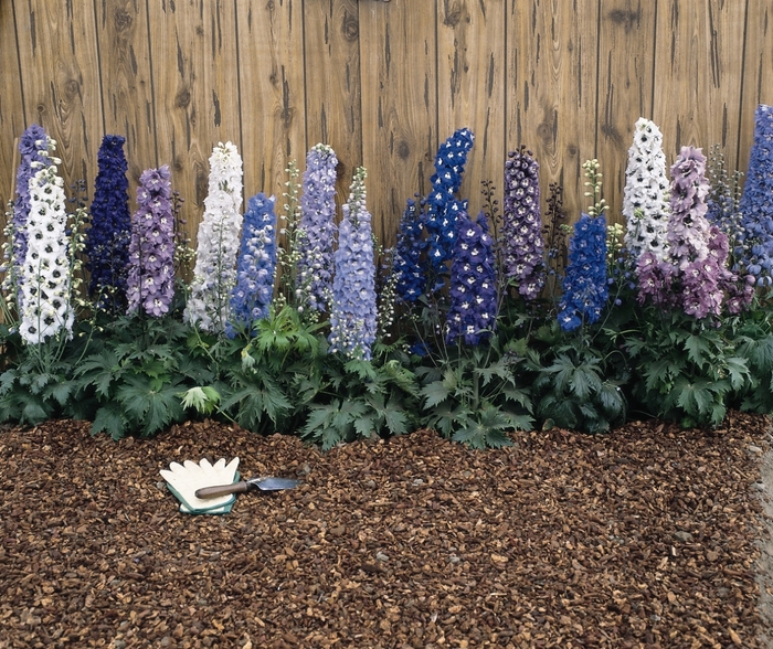'Magic Fountain Mix' - Delphinium elatum from EC Browns Nursery