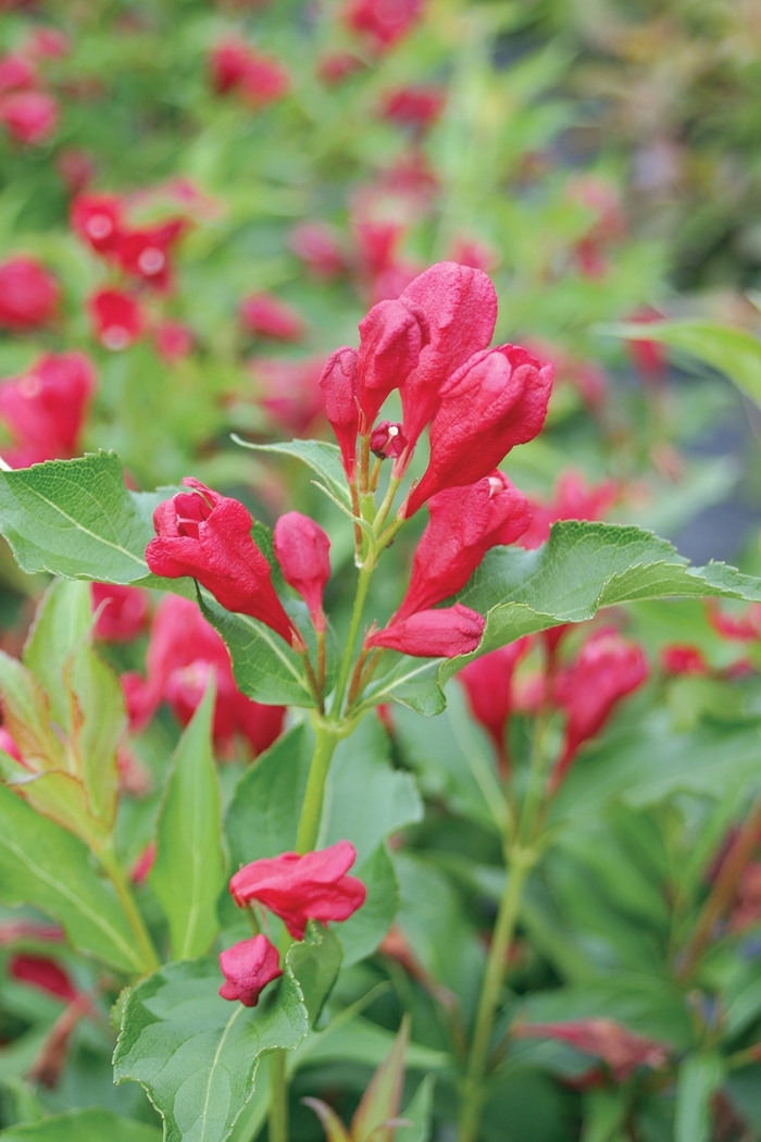 Sonic Bloom&reg; Red - Weigela florida from EC Browns Nursery