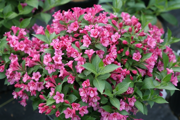 Snippet® 'Dark Pink' - Weigela florida from EC Browns Nursery