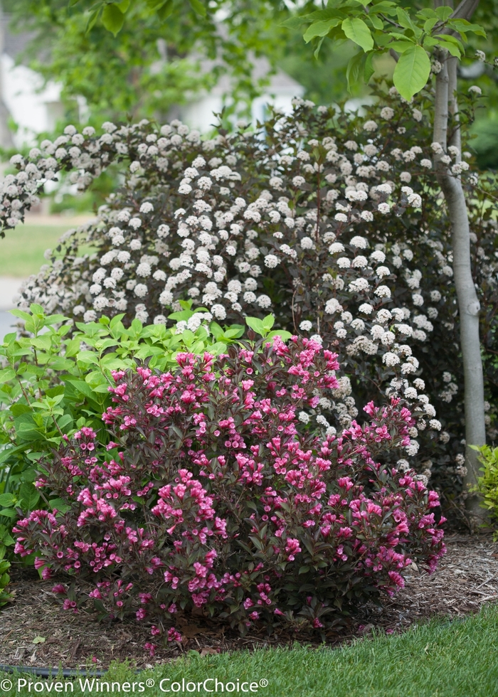 Summer Wine&reg; - Physocarpus opulifolius from EC Browns Nursery