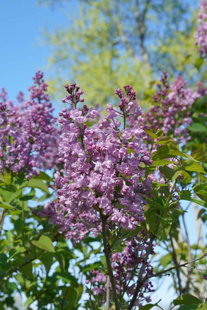 Scentara® Double Blue - Syringa x hyacinthiflora from EC Browns Nursery
