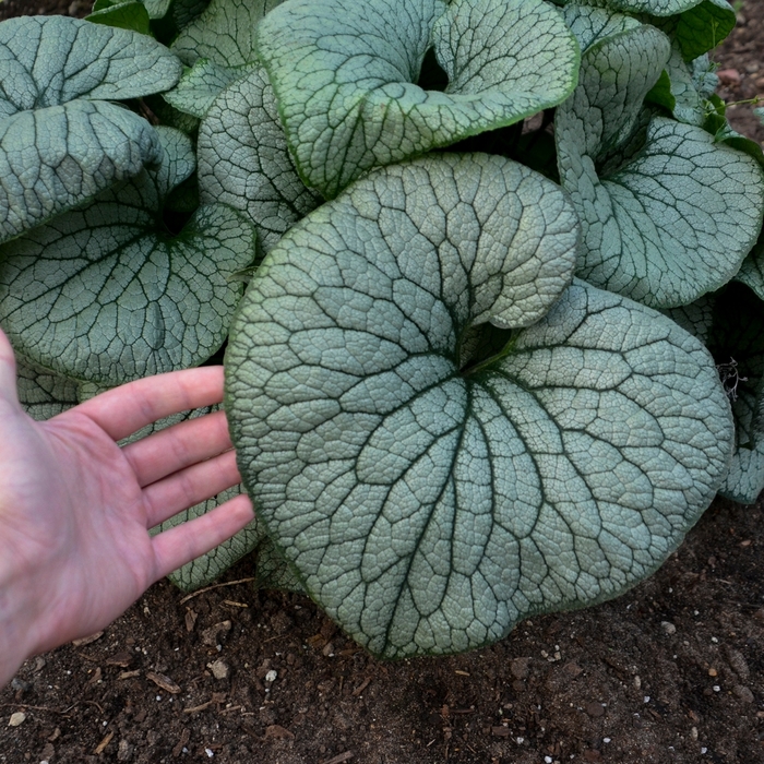 'Sterling Silver' Heartleaf Brunnera - Brunnera macrophylla from EC Browns Nursery