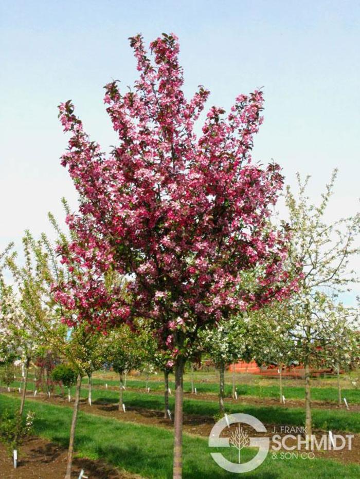 'Profusion' - Malus x moerlandsii from EC Browns Nursery