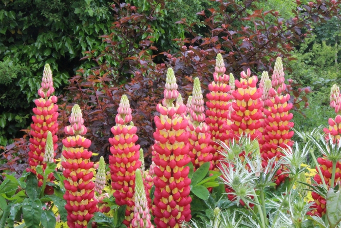 Westcountry&trade; 'Tequila Flame' - Lupinus polyphyllus (Lupine) from EC Browns Nursery