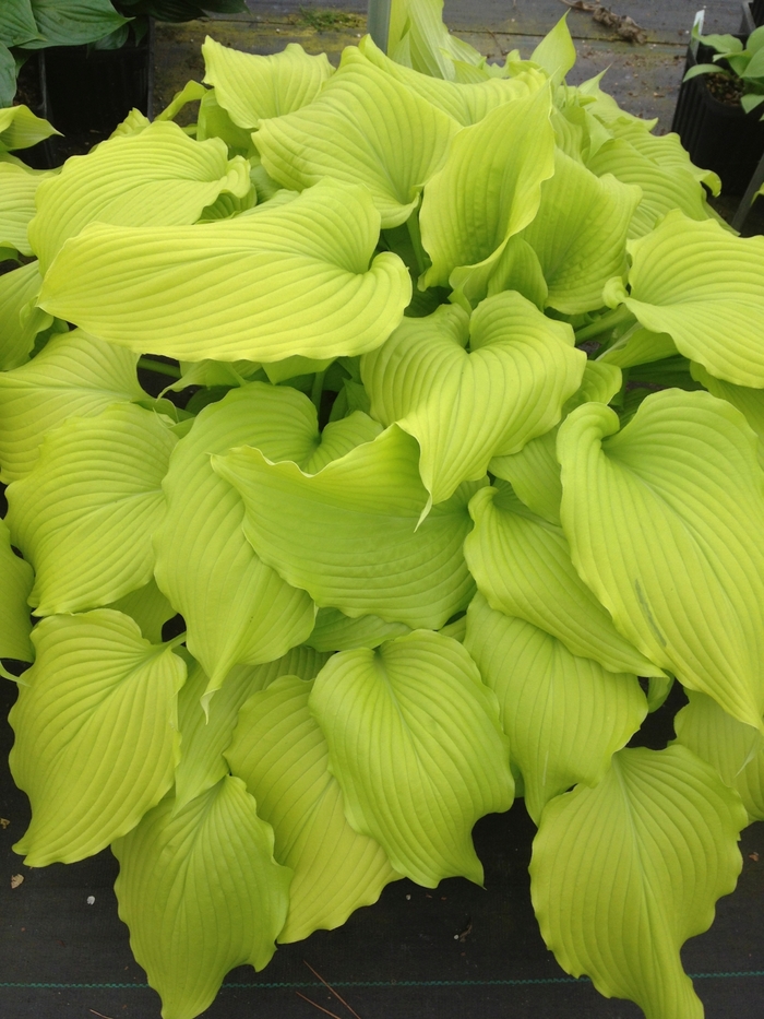 'Dancing Queen' Plantain Lily, Hosta - Hosta from EC Browns Nursery