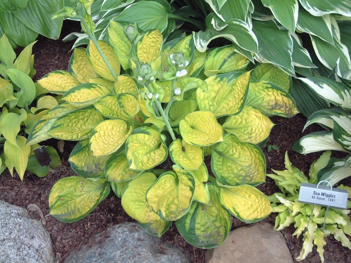 Rainforest Sunrise Hosta, Plantain Lily - Hosta 'Rainforest Sunrise' (Hosta, Plantain Lily) from EC Browns Nursery