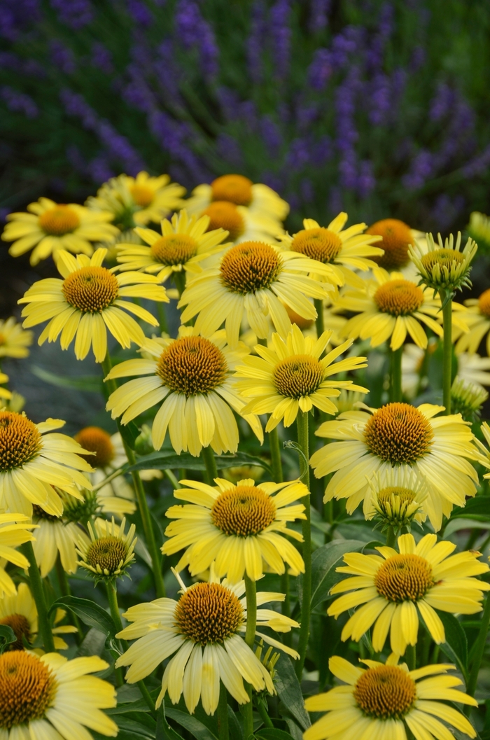 Coneflower - Echinacea 'Cleopatra' from EC Browns Nursery