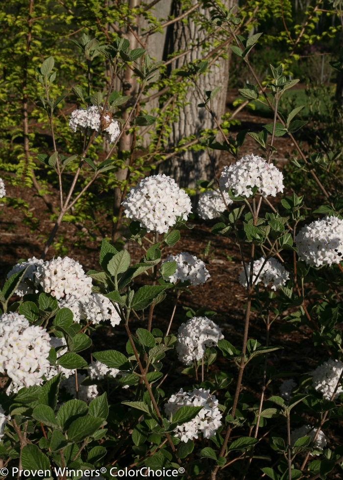 Spice Baby&trade; - Viburnum carlesii from EC Browns Nursery