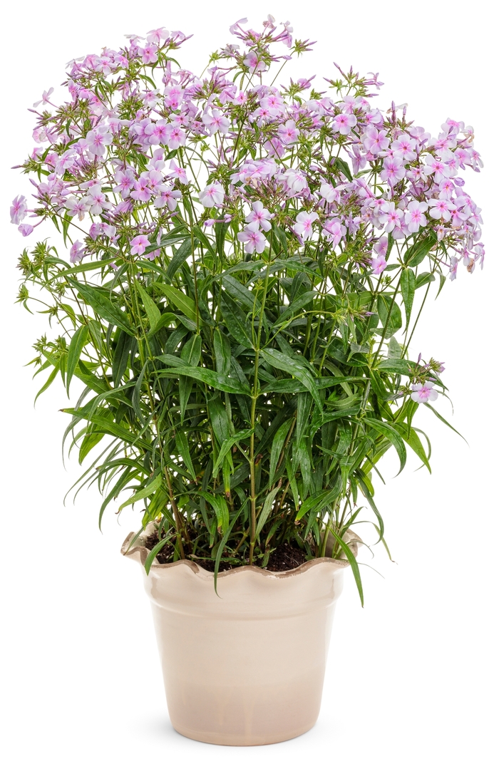 'Opening Act Pink-a-Dot' - Phlox hybrid from EC Browns Nursery