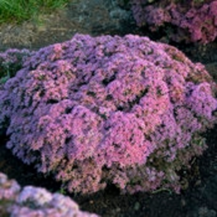 Rock 'N Grow® 'Pride and Joy' - Sedum hybrid from EC Browns Nursery