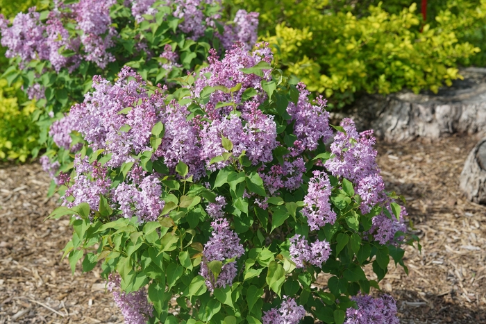 Scentara Pura&reg; - Syringa x hyacinthiflora from EC Browns Nursery