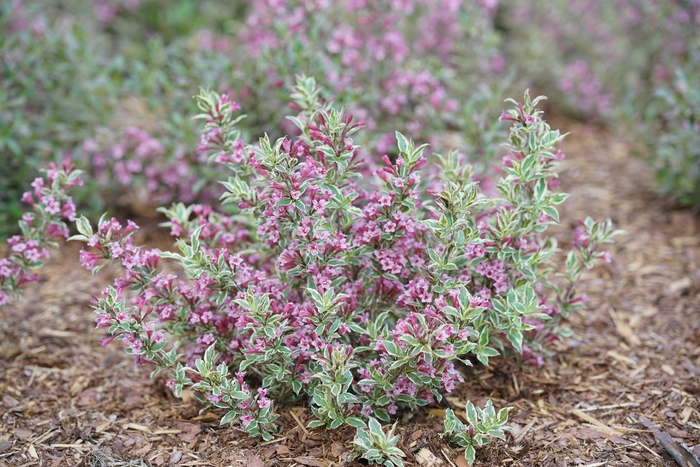 My Monet Purple Effect&reg; - Weigela florida from EC Browns Nursery