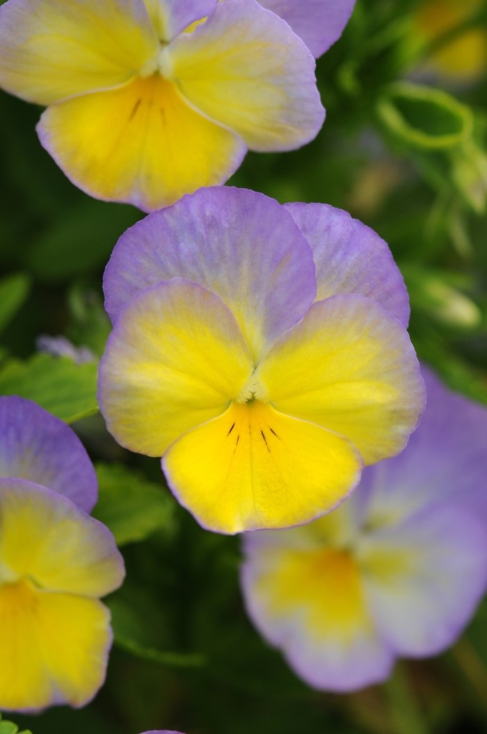 Halo Lemon Frost - Viola cornuta from EC Browns Nursery