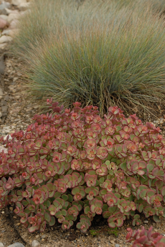 October Daphne - Sedum sieboldii (October Daphne) from EC Browns Nursery