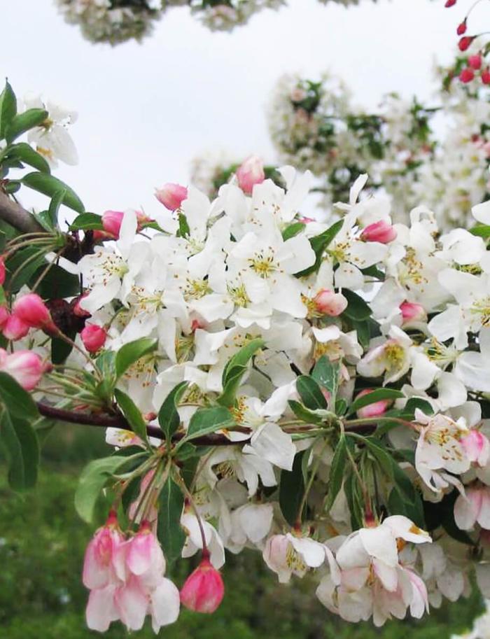 Red Jewel Crabapple - Malus 'Jewelcole' from EC Browns Nursery