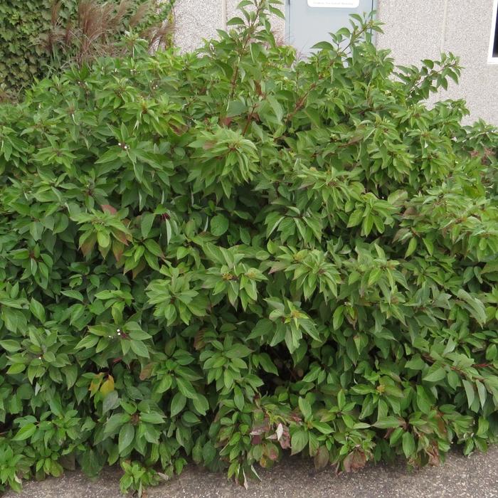 Firedance™ - Cornus sericea from EC Browns Nursery