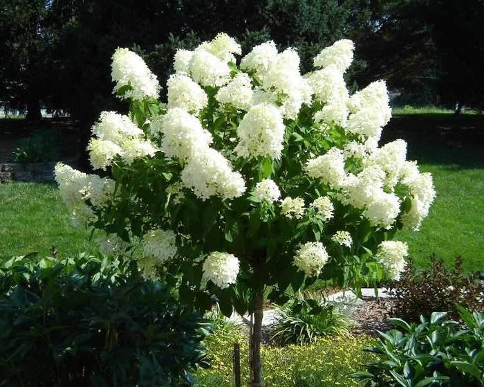 'Limelight' - Hydrangea paniculata (Panicle Hydrangea) from EC Browns Nursery