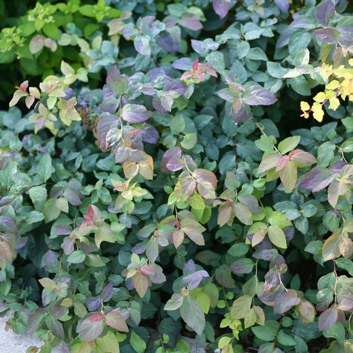 Double Play&reg; Blue Kazoo&reg; - Spiraea media from EC Browns Nursery