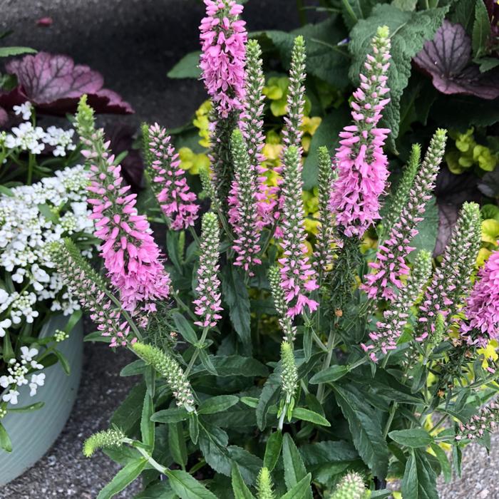 Pink Marshmallow Veronica - Veronica spicata (Speedwell) from EC Browns Nursery