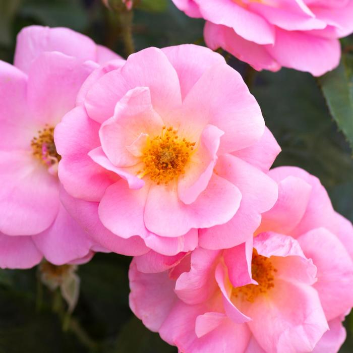 Knock Out&reg; 'Peachy' - Rosa (Rose) from EC Browns Nursery