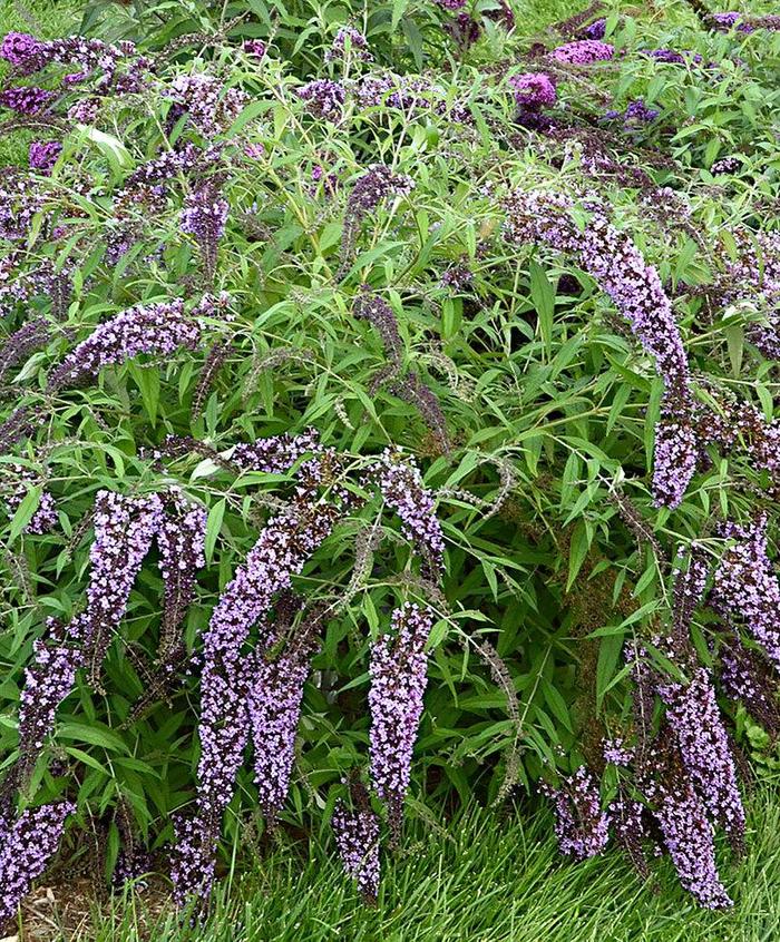 Wisteria Lane Butterfly Bush - Buddleia davidii 'Wisteria Lane' PP27833 (Butterfly Bush) from EC Browns Nursery