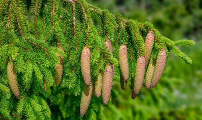 'Acrocona' Norway Spruce - Picea abies from EC Browns Nursery