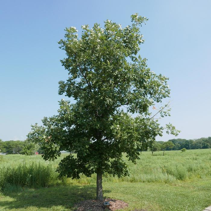 Bur Oak - Quercus macrocarpa from EC Browns Nursery