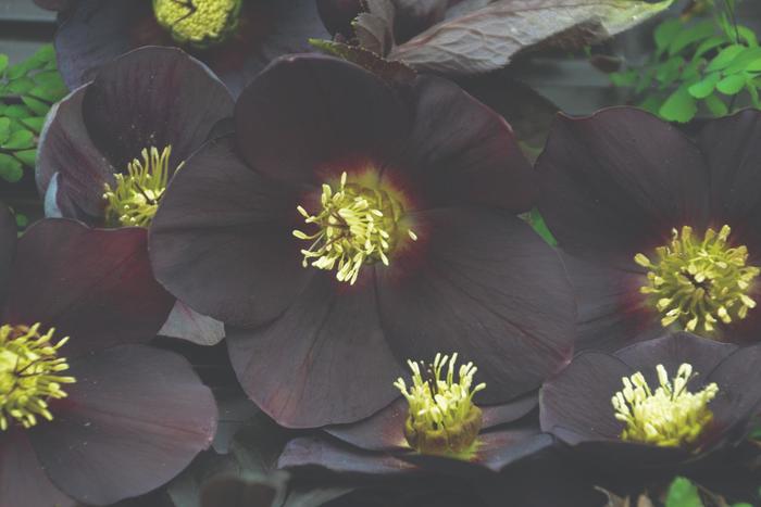 Honeymoon&reg; 'New York Night' - Helleborus hybrid from EC Browns Nursery
