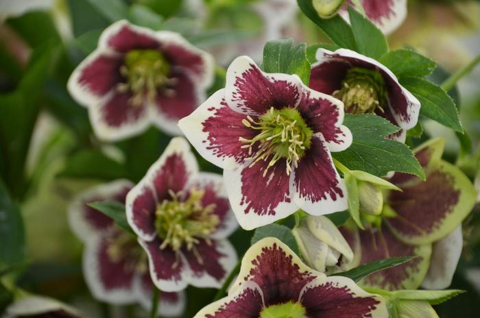 Honeymoon&reg; 'Romantic Getaway' - Helleborus hybrid from EC Browns Nursery