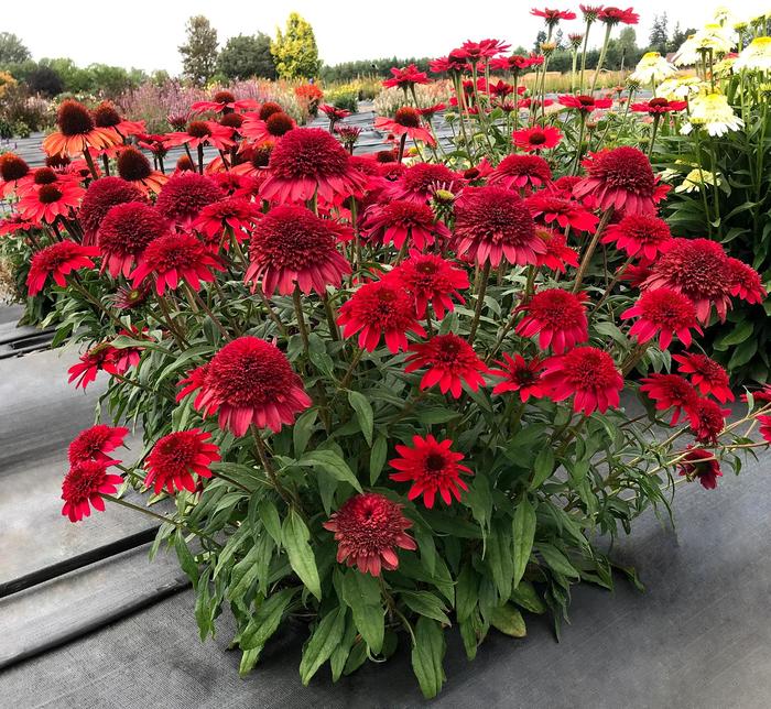 Sunny Days&trade; Ruby - Echinacea hybrid from EC Browns Nursery