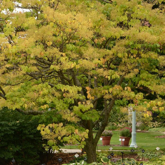 Japanese Tree Lilac - Syringa reticulata from EC Browns Nursery