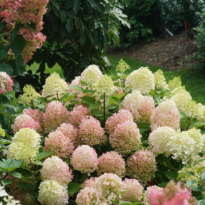 Fire Light Tidbit® - Hydrangea paniculata from EC Browns Nursery