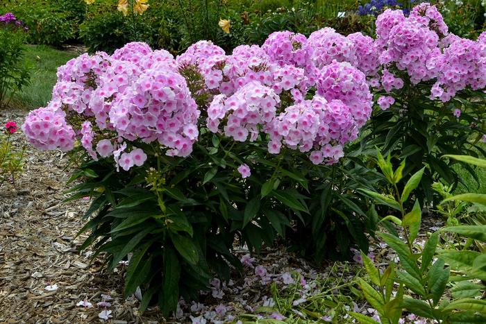 Luminary&trade; 'Opalescence' - Phlox paniculata from EC Browns Nursery