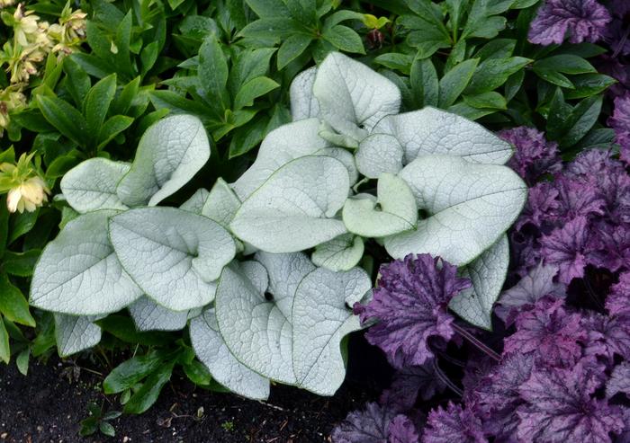 Alexandria Siberian Bugloss - Brunnera 'Alexandria' (Siberian Bugloss) from EC Browns Nursery