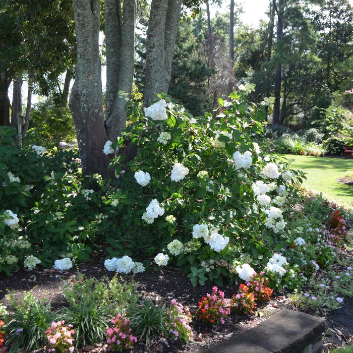 Vanilla Strawberry™ - Hydrangea paniculata from EC Browns Nursery