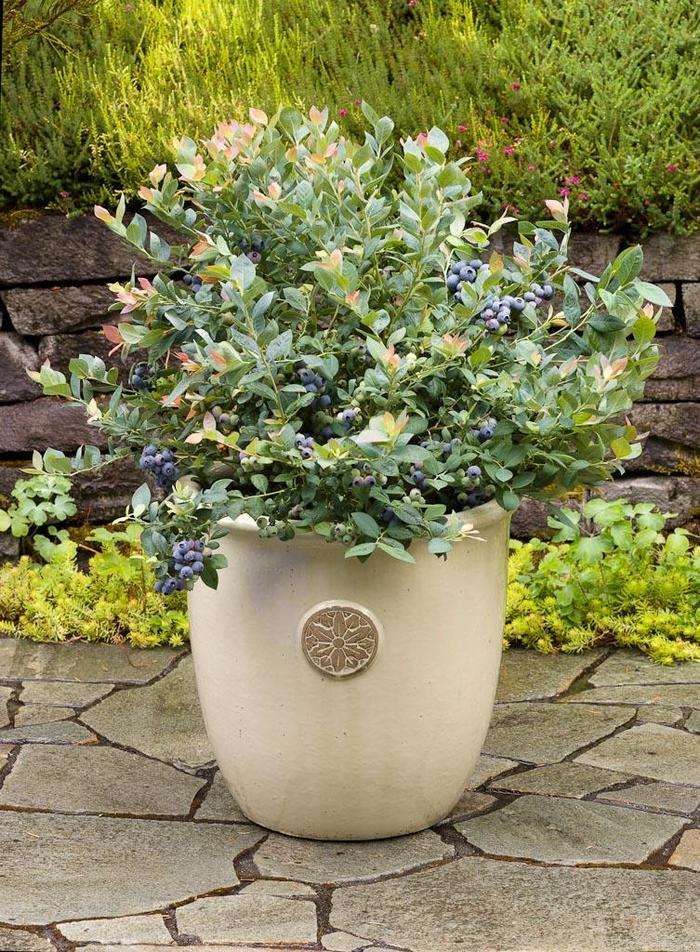 Bushel and Berry&reg; Pink Icing&reg; - Vaccinium ''ZF06-079'' PP23336, CPBR5495 (Blueberry) from EC Browns Nursery