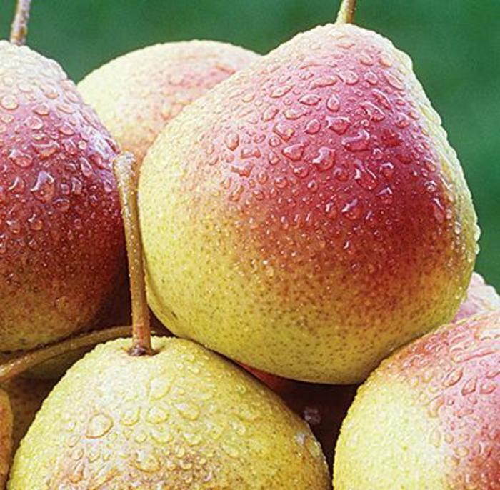 Summercrisp Pear - Pyrus x 'Summercrisp' from EC Browns Nursery