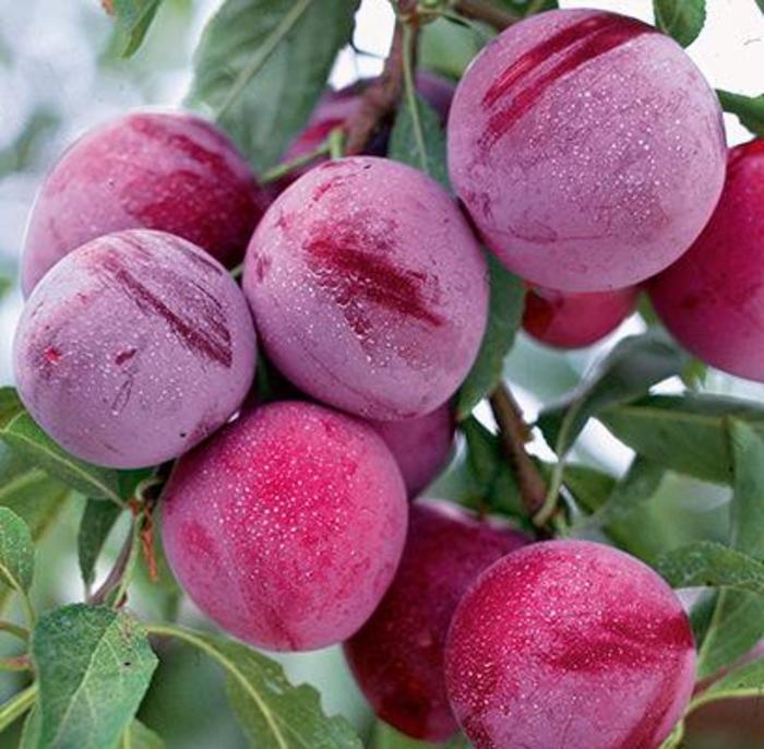 Waneta Plum - Prunus domestica 'Waneta' from EC Browns Nursery