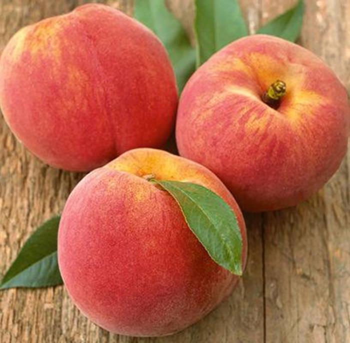 Reliance Hardy Peach - Prunus x (peach) ] 'Reliance' from EC Browns Nursery