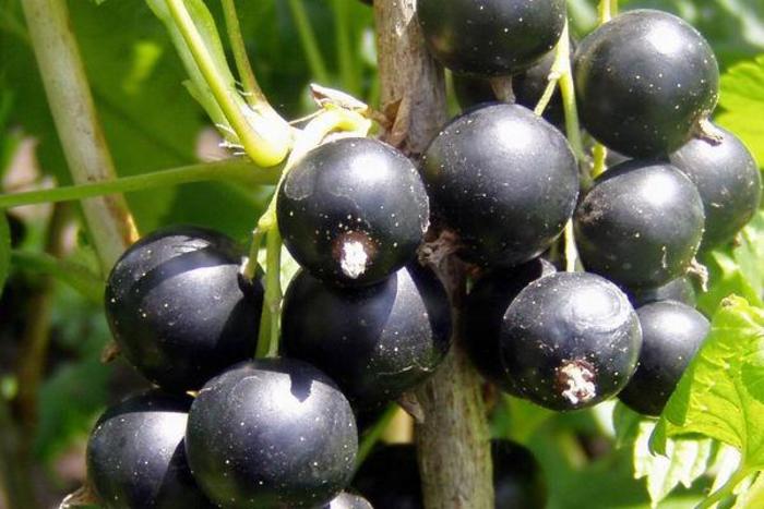 Chris' Best Seedling Black Currant - Ribes nigra 'Chris' Best Seedling' from EC Browns Nursery