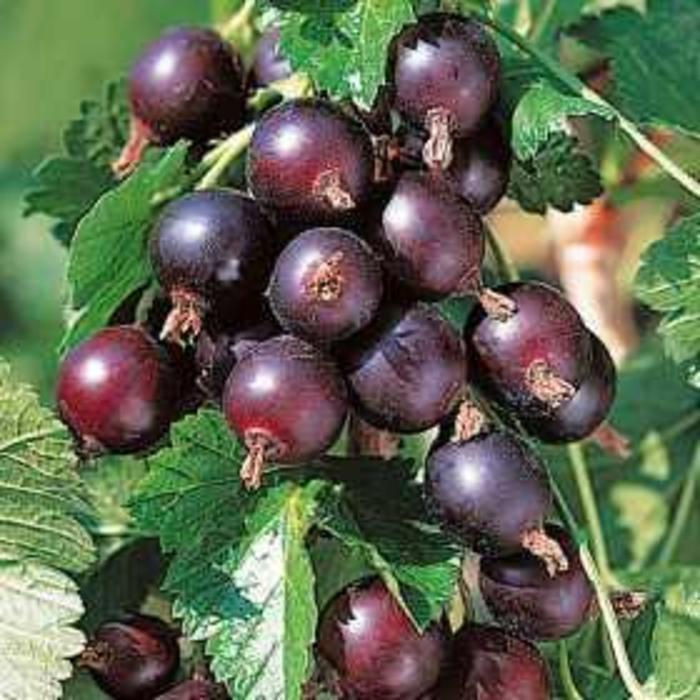 Jostaberry - Ribes x culverwelli from EC Browns Nursery