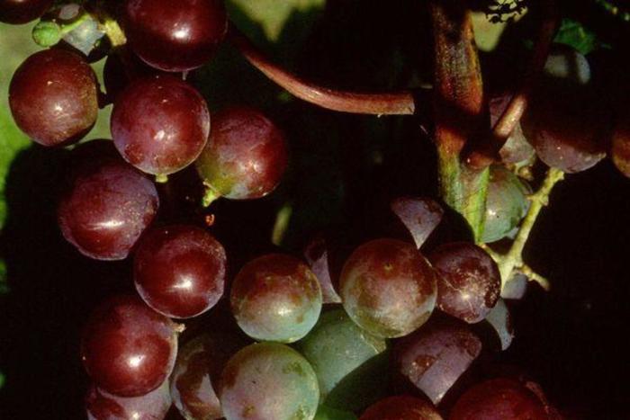 Somerset Seedless Grape - Vitis 'Somerset' from EC Browns Nursery